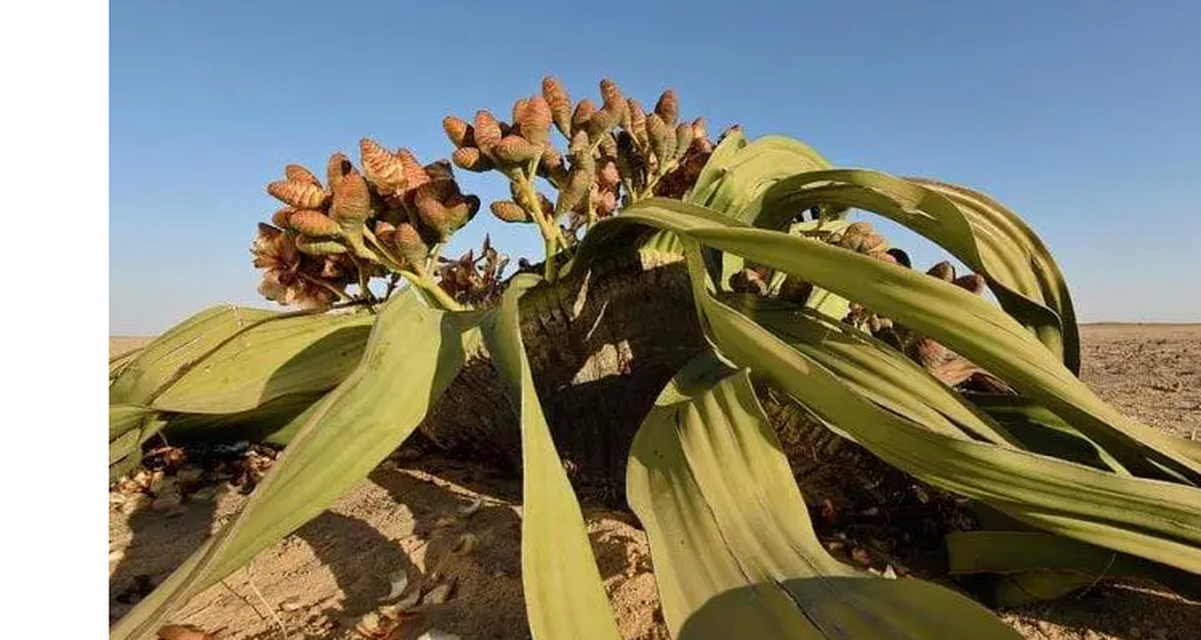 世界上最奇特的植物 千岁兰,最长活了2000年 千岁兰生长于非洲的西南