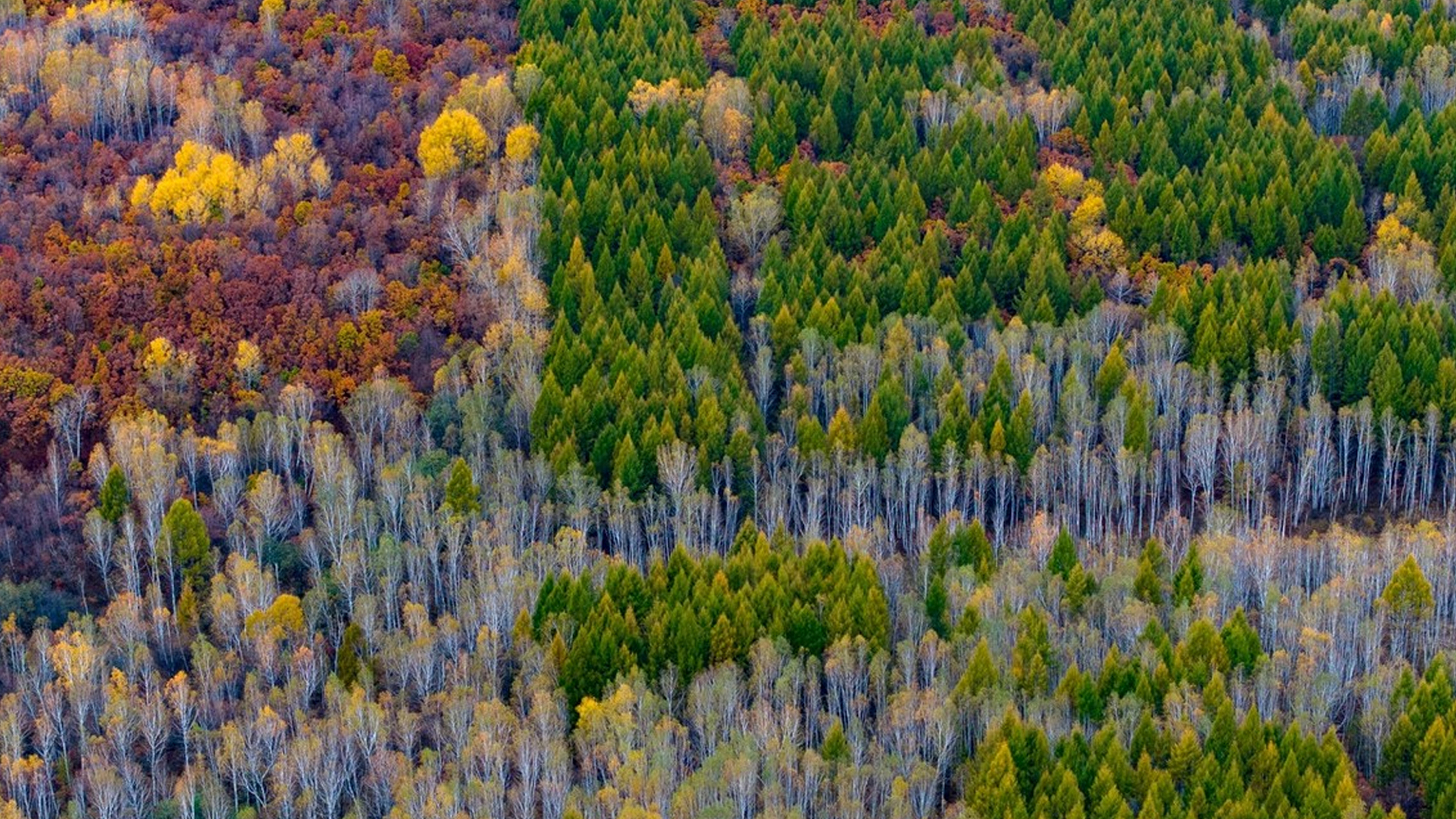 进入深秋时节,黑龙江逊克县五花山层林尽染,五彩斑斓,仿佛打翻了七色