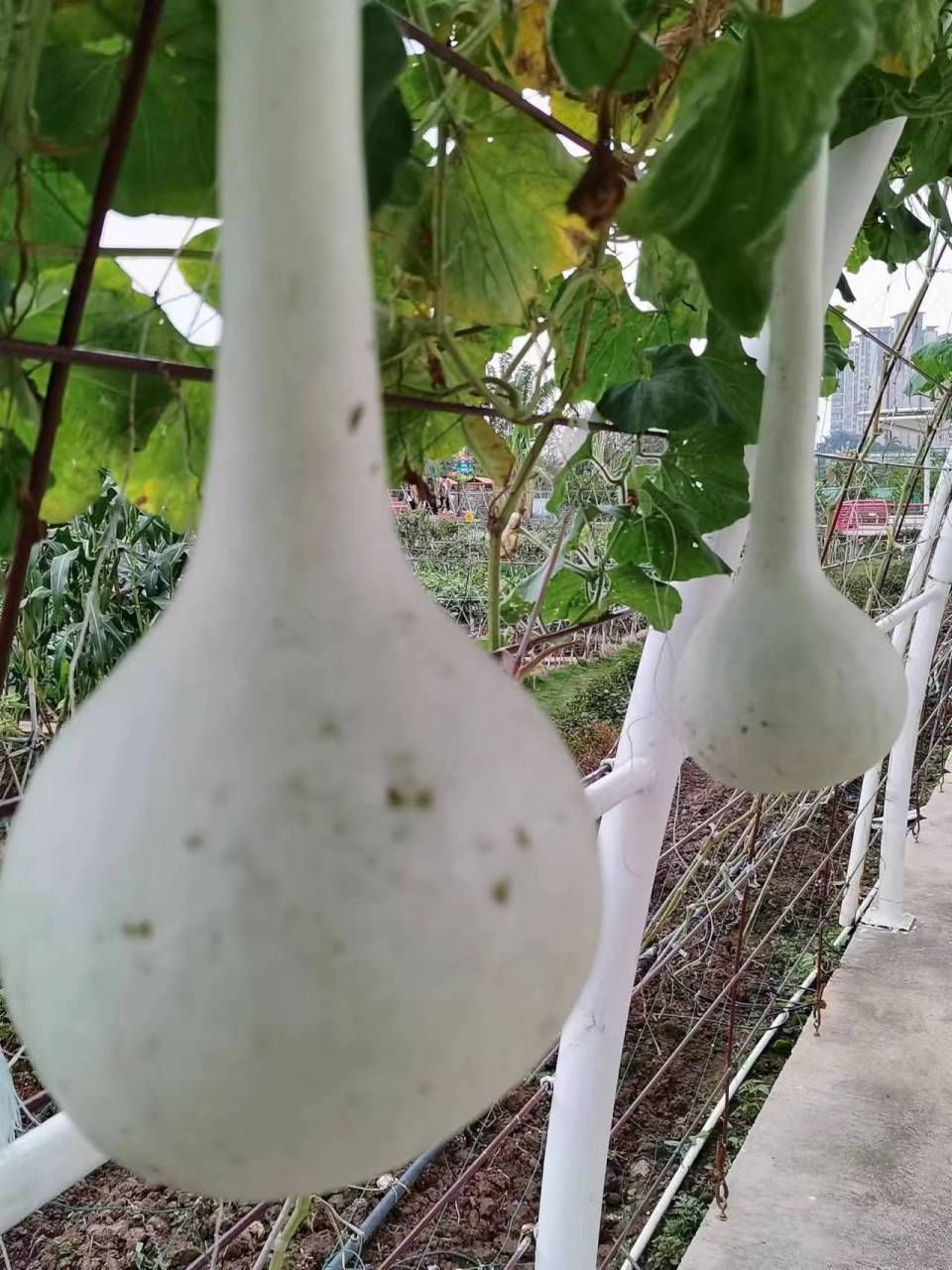 长柄葫芦是一种奇特的葫芦.嫩瓜能吃,但不能生吃,需要将其炒或炖熟.