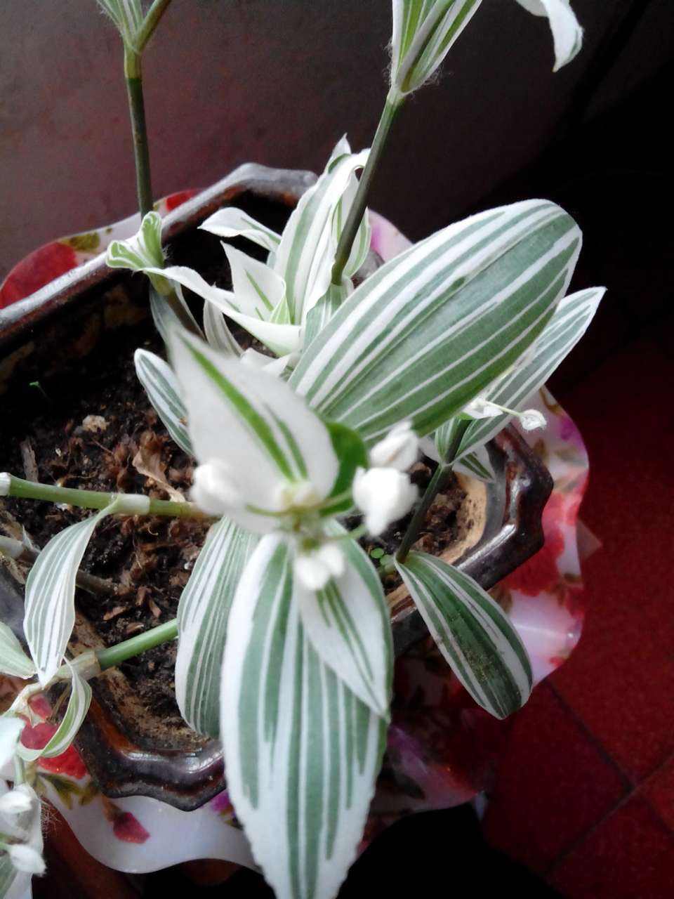 涓流计划#吊竹梅扦插后期保湿保温,多多通风,7天左右可能就生根了.