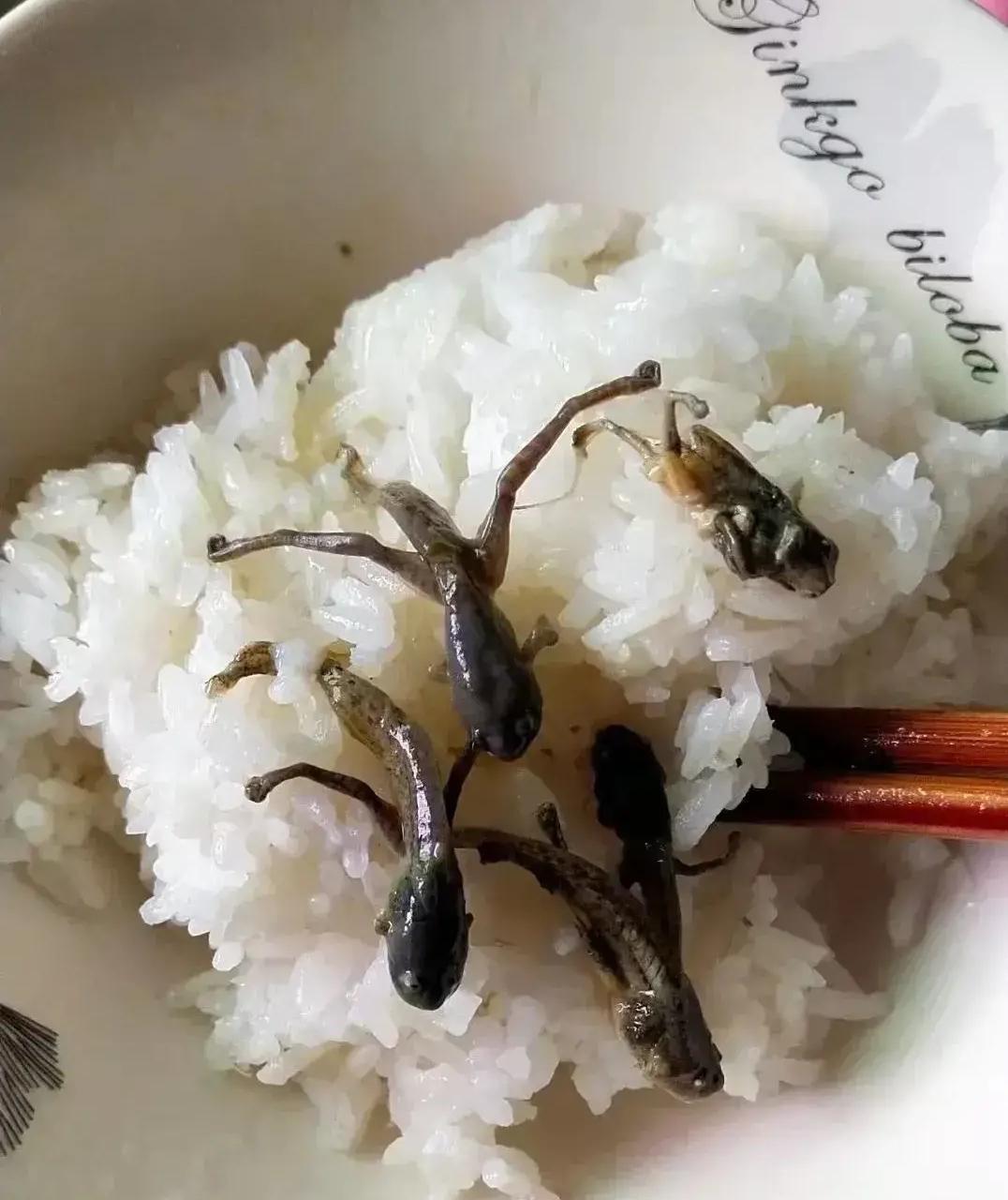 开眼了,第一次见蝌蚪也能吃,重点还长腿了 #搞笑趣味图