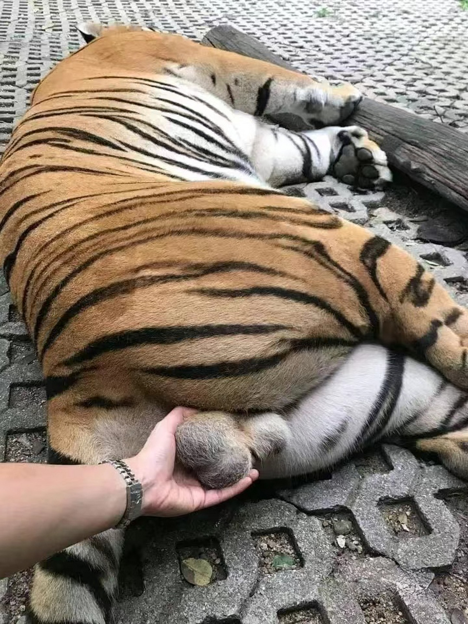 都说老虎的屁股摸不得是原因?