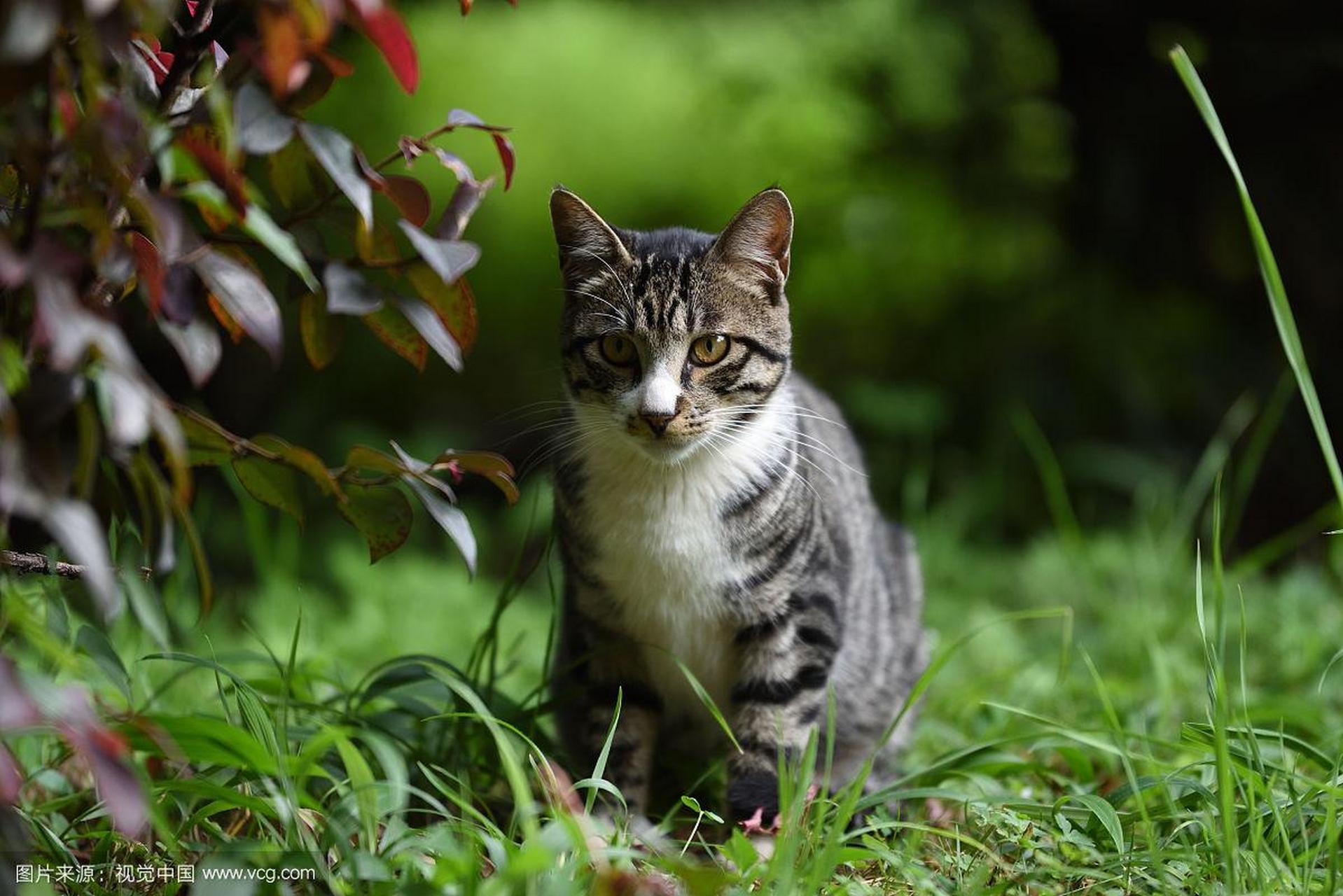 被cfa除名的中国狸花猫