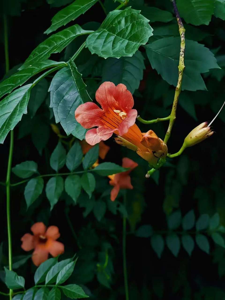 舒婷在【致橡树】中写:如果我爱你,绝不像攀援的凌霄花,借你的高枝