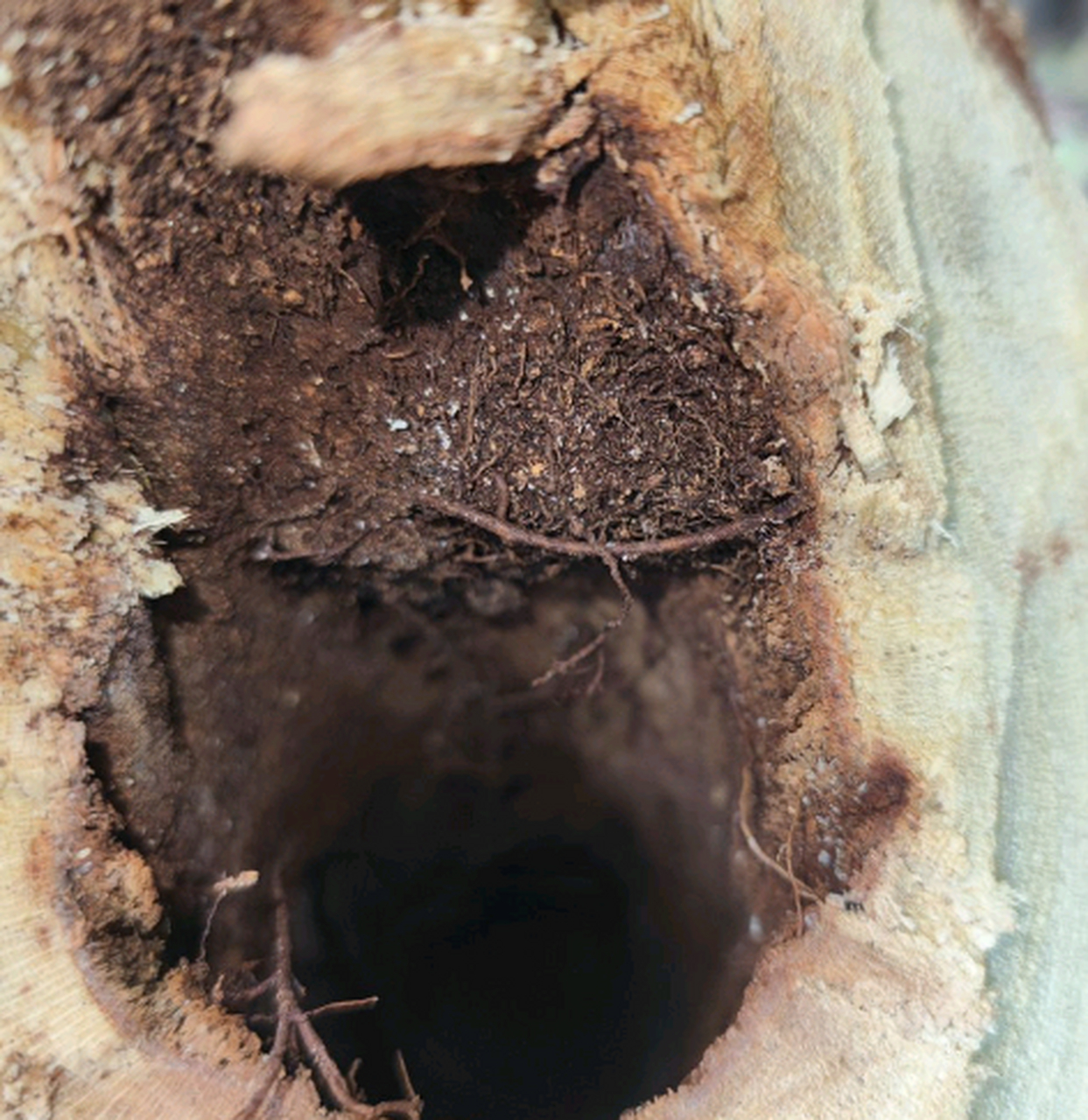 这木头是自己烂了,还是被虫子蛀了?