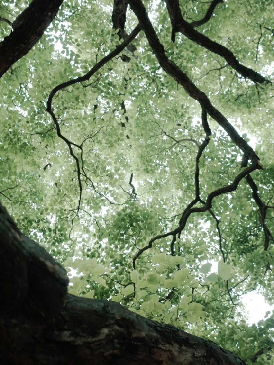 树是另一种意义上的海 #背景图# #朋友圈背景图# #背景图分享