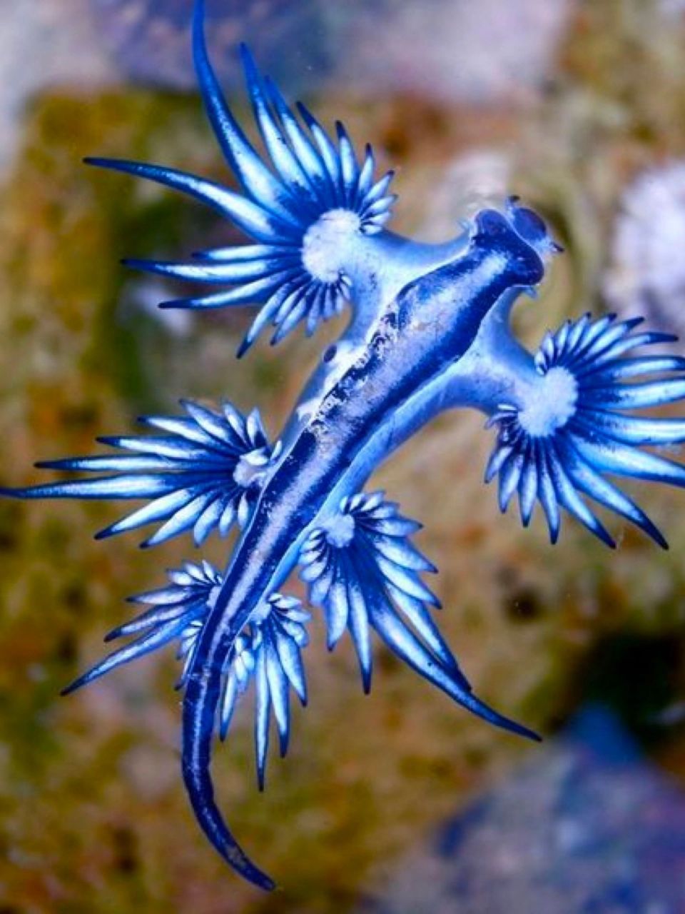 seaslug图片