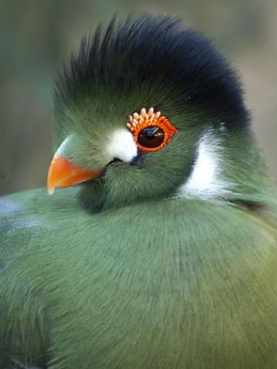 每天陪孩子一起瞧动物 名称:白颊冠蕉鹃(tauraco leucotis) 分类:动物