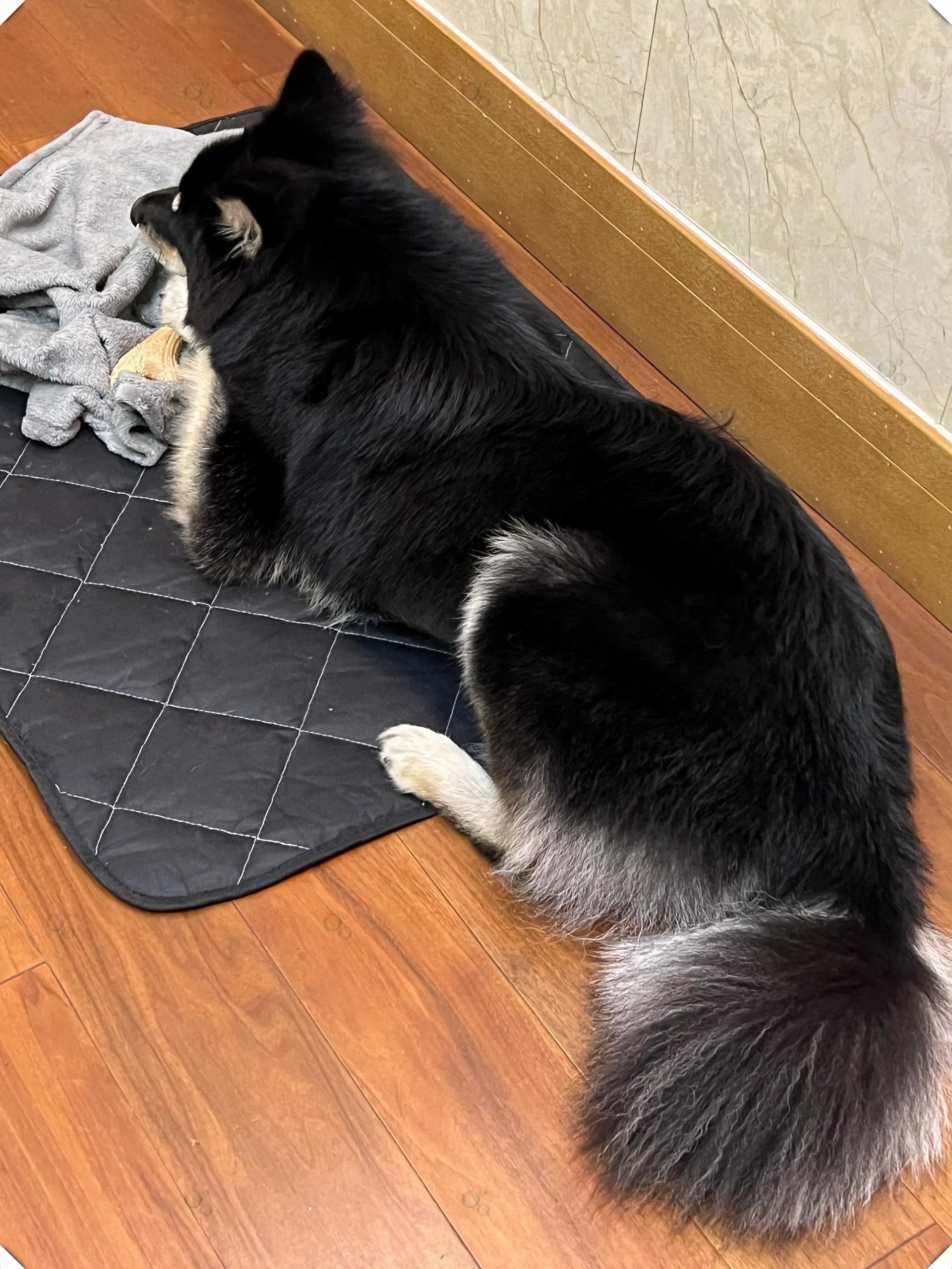 土松狗狗的日常