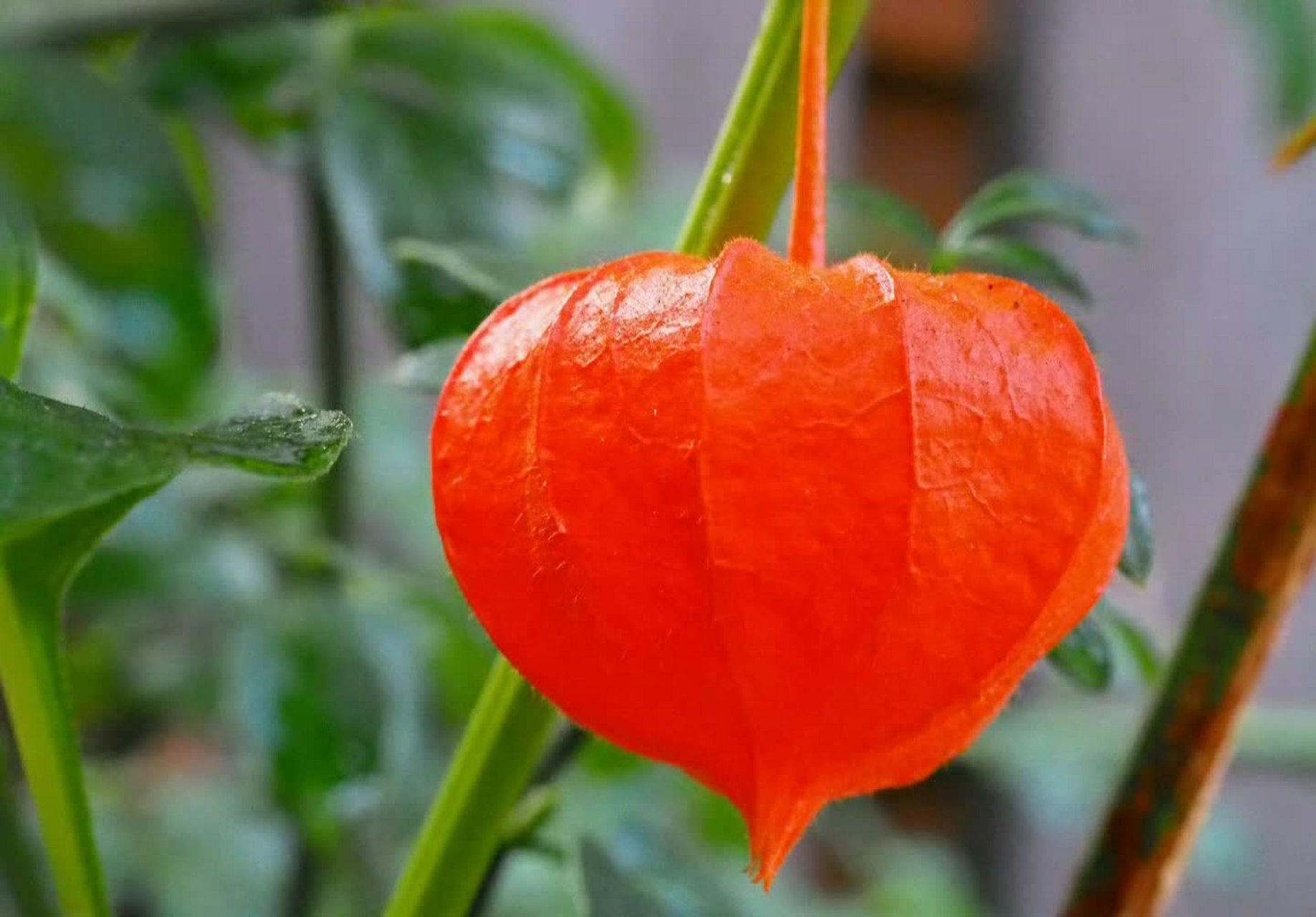 元宵果:十月吉祥