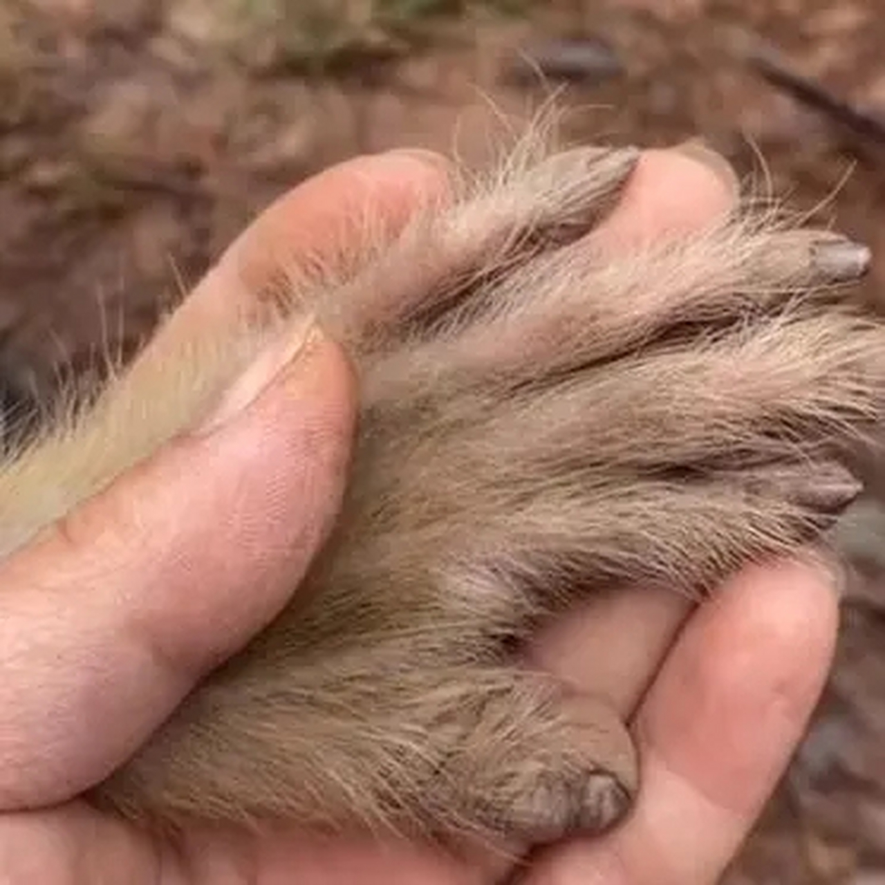 大猩猩手指甲图片