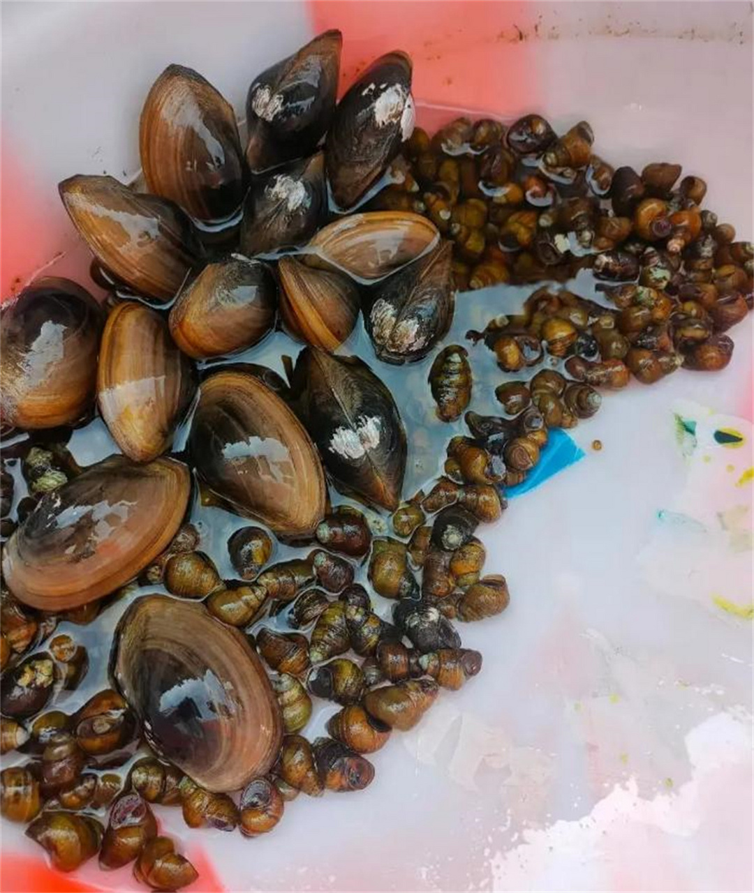 在水库抓了很多的田螺,不知道里面有没有寄生虫?