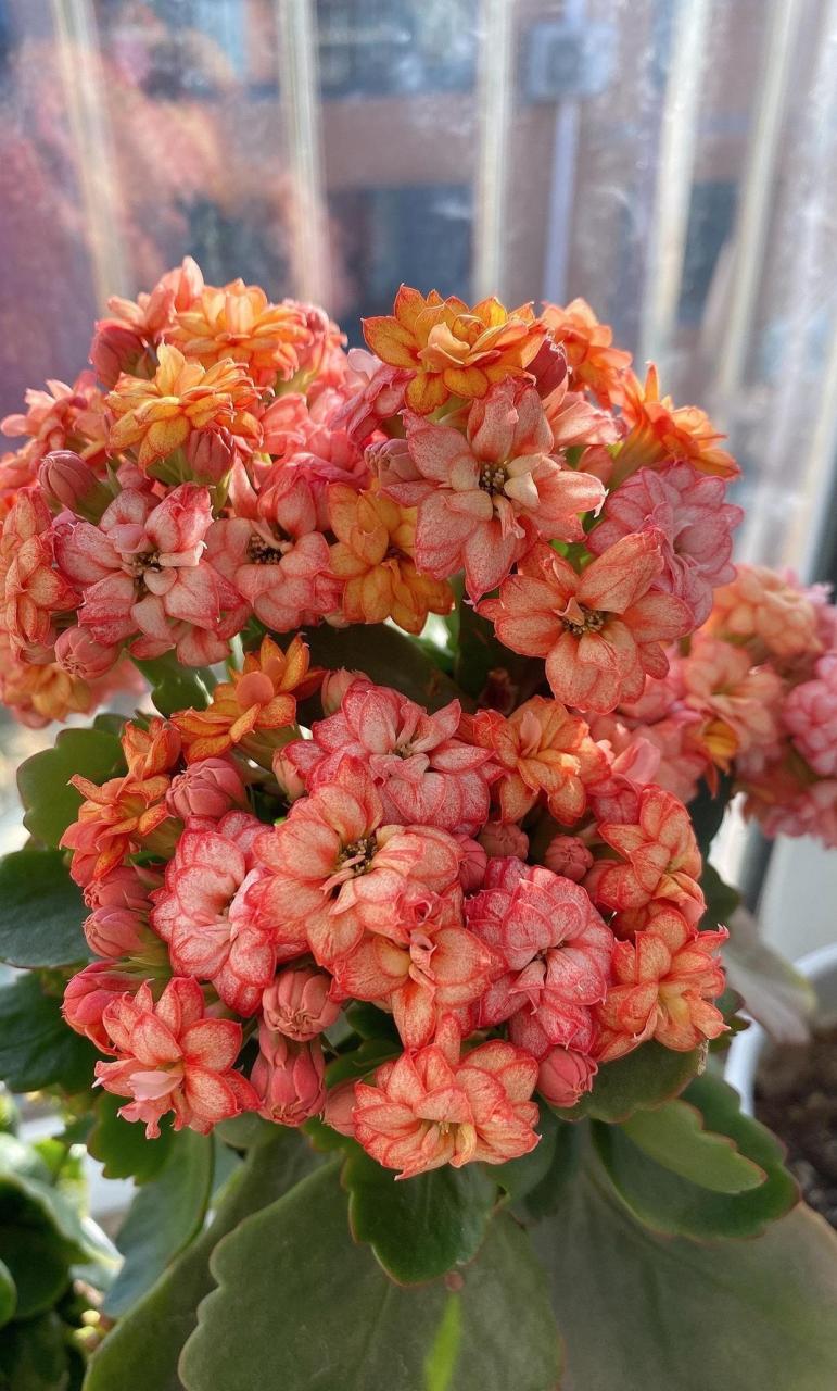 喜欢长寿花的朋友,养它就够了,它能满足你对长寿花的所有期待