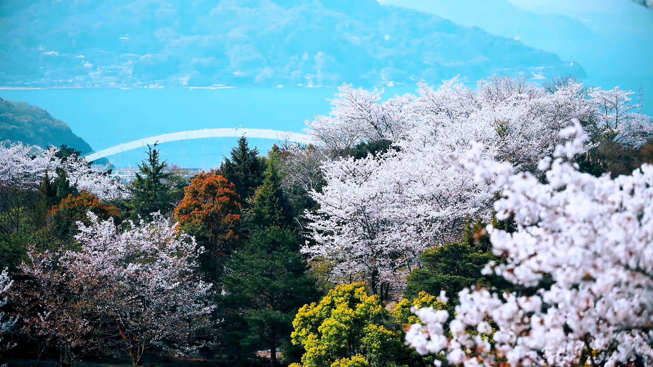 伯方島上的賞櫻秘境:開山公園 在日本四國地區的伯方島上有一座賞楓