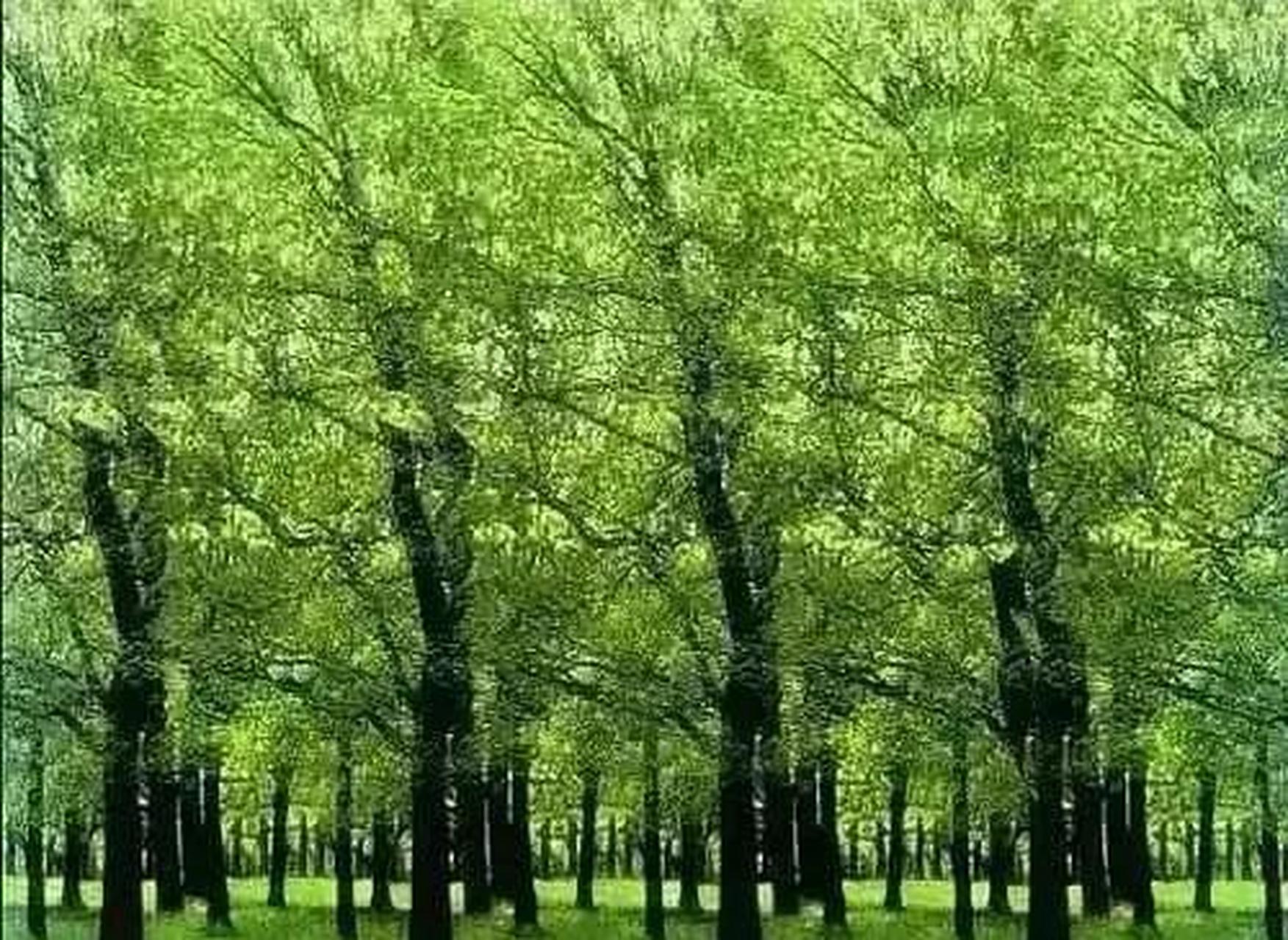 考眼力:图中有几只鸟?很多人一只都看不出来,你能看出几只?