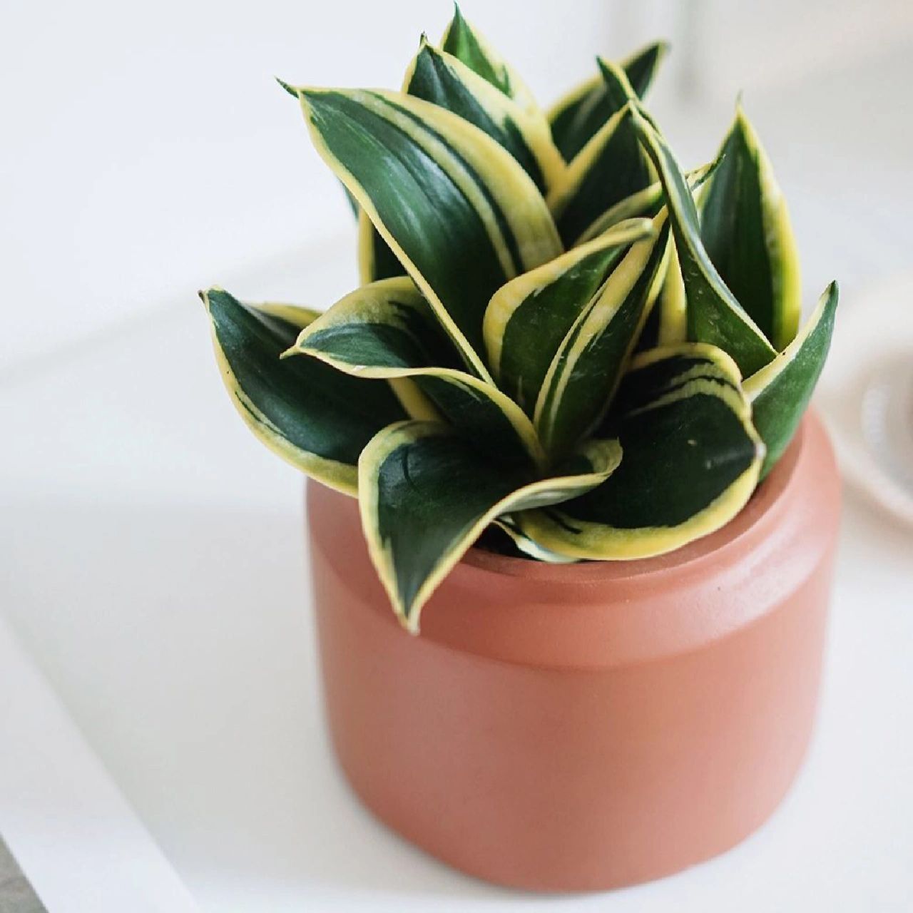 每天认识一种绿植:"富贵长寿"荷花兰 91名称:荷花兰 00别名:金边