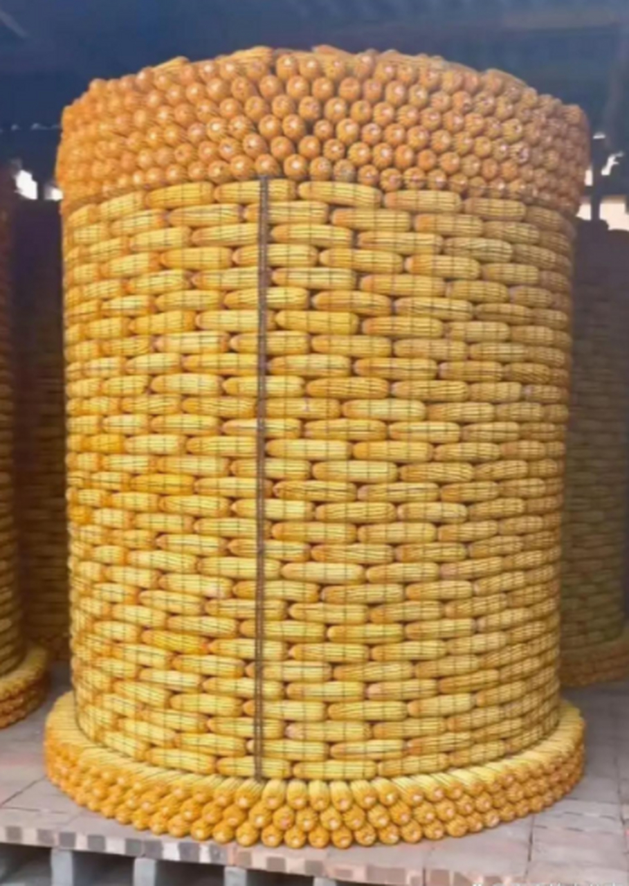 这玉米摆的,看的我都有密集恐惧症了!