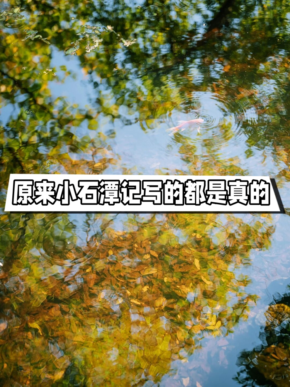 潭中鱼可百许头 皆若空游无所依 日光下澈 影布石上