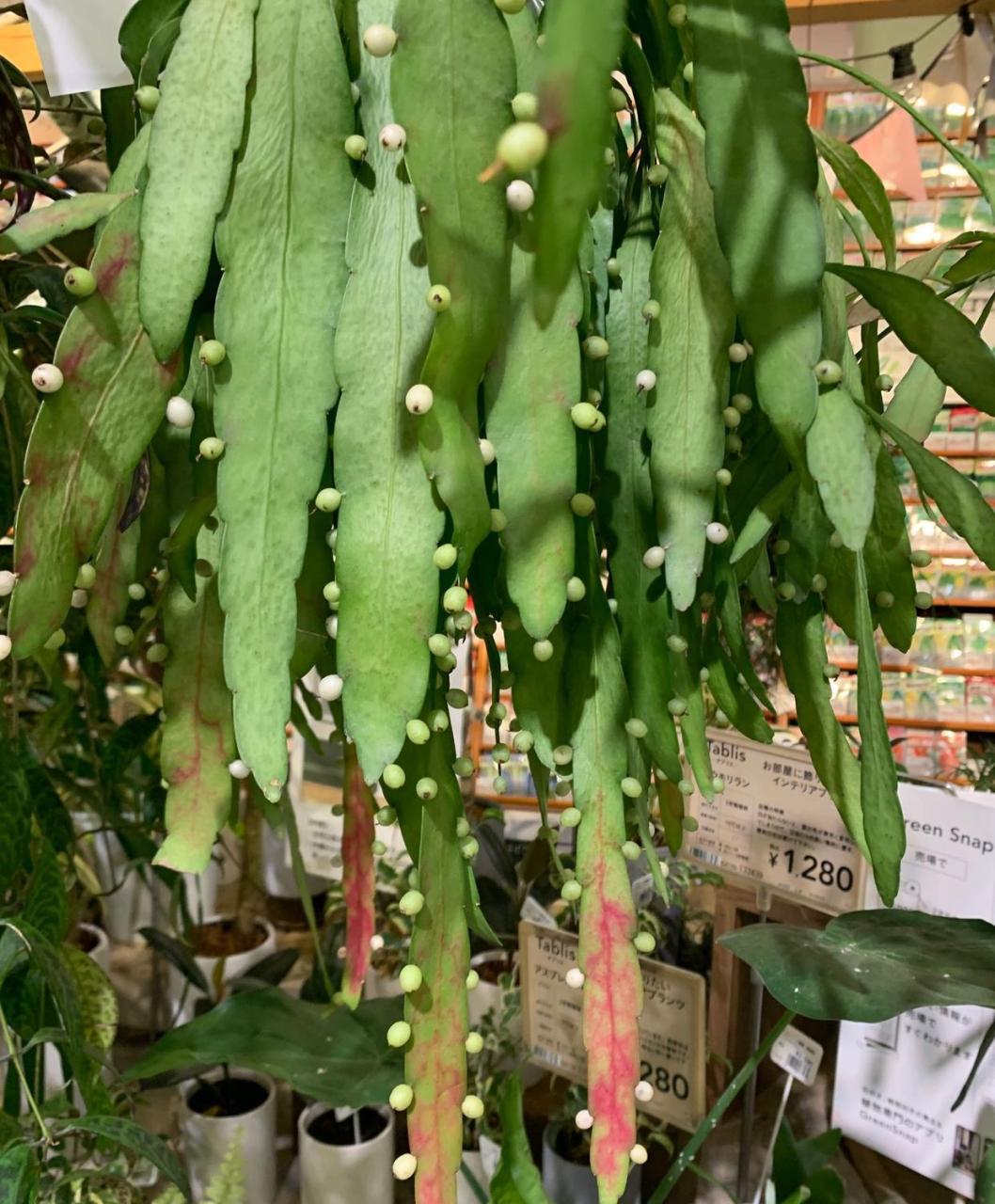 新型"网红"盆栽绿植——红叶丝苇,也叫红丝苇,雨林仙人掌等,是一种