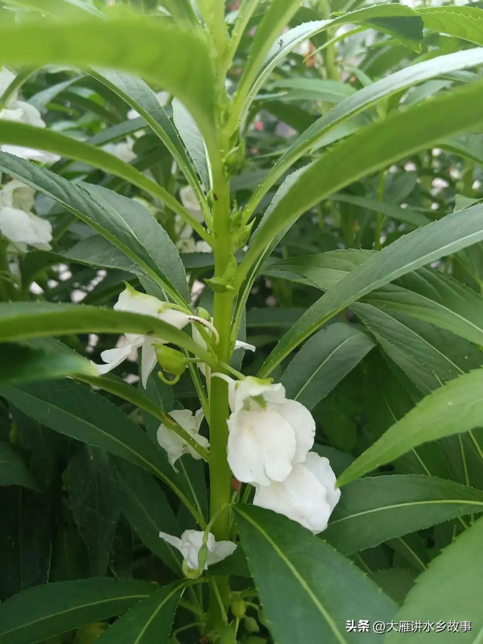 记得小时候,小姐姐们将风仙花采下来,放在雪花膏瓶