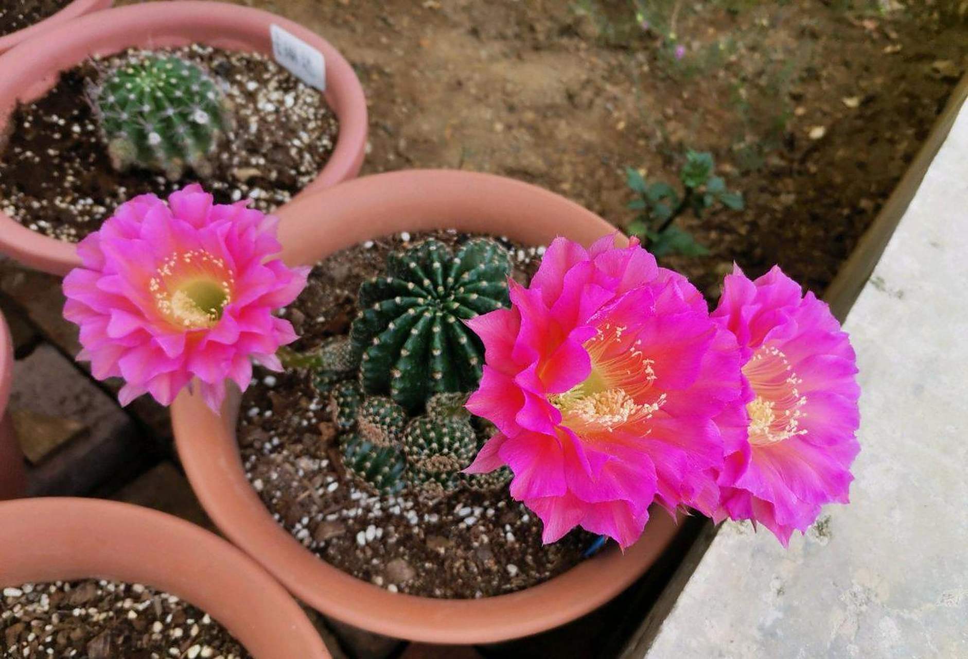 浓桃筋,仙人球里的"开花机器",从春末到深秋,反复开花好多次,一年开个