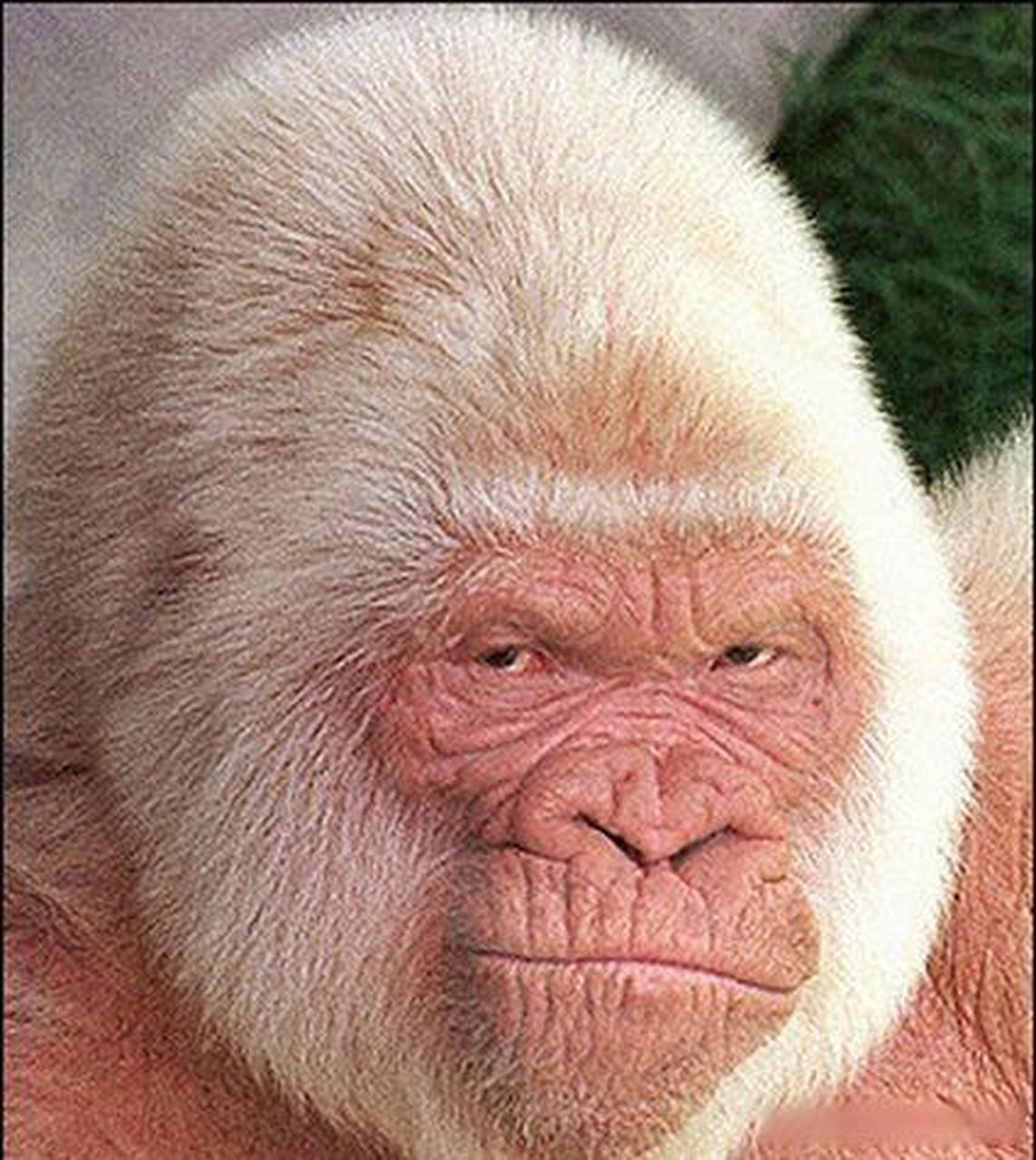 白毛猩猩  #搞笑