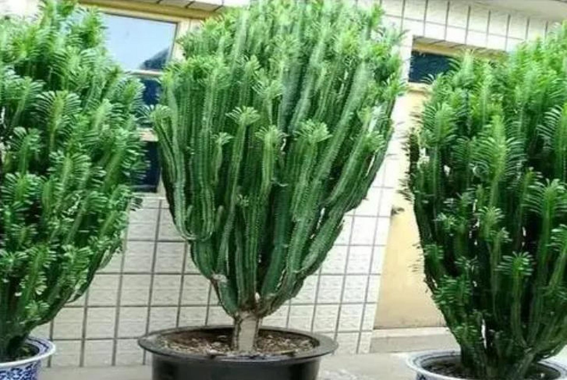 龙骨花具有"辟邪旺运,镇宅守家"的作用 龙骨花又叫彩云阁,三角霸王鞭