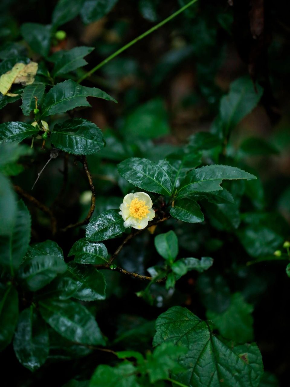 野茶花树图片