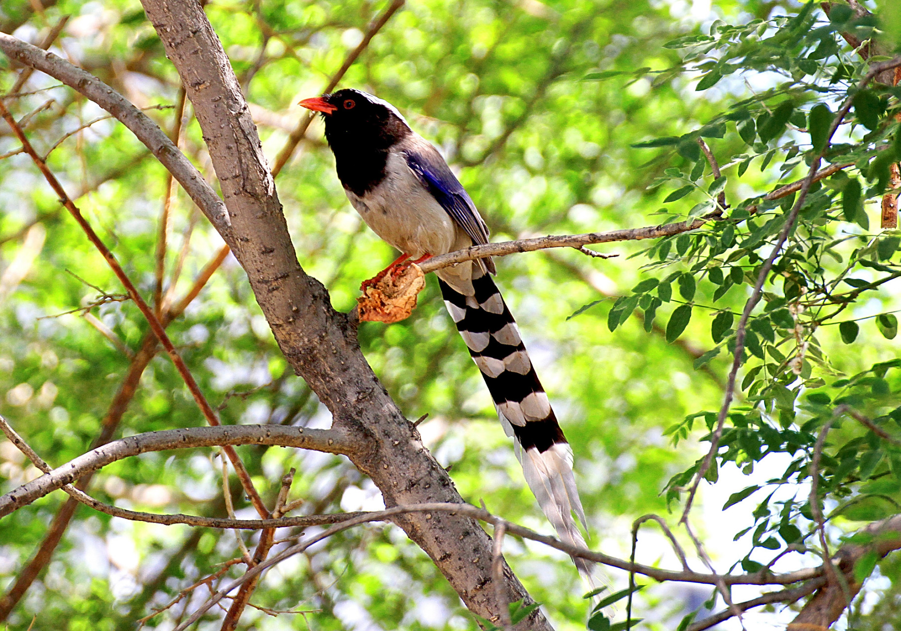 喜鹊,灰喜鹊和红嘴蓝鹊