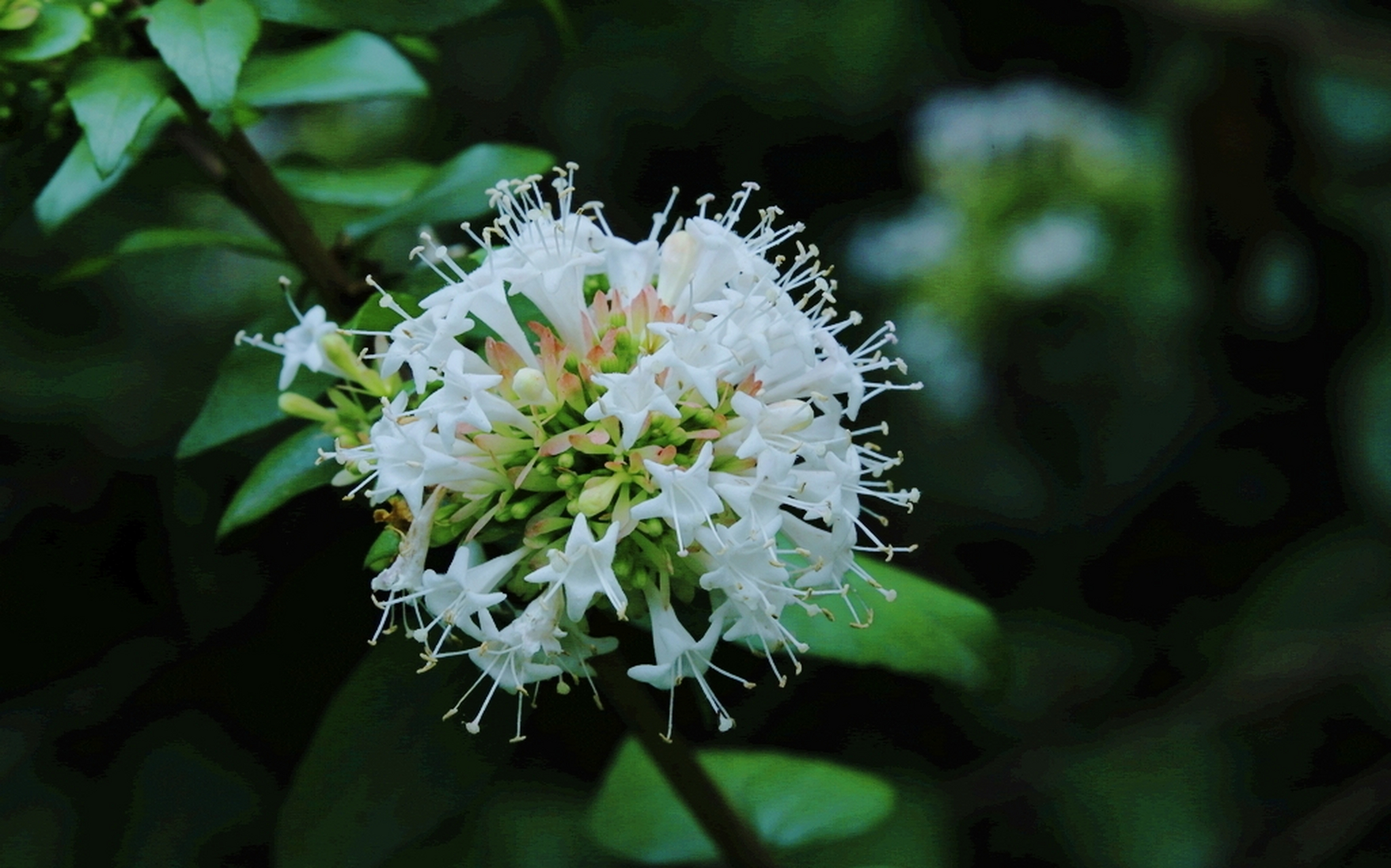 糯米条,因"花如雪,形如糯米"而得名,其花语是:思念,对亲人和家乡的