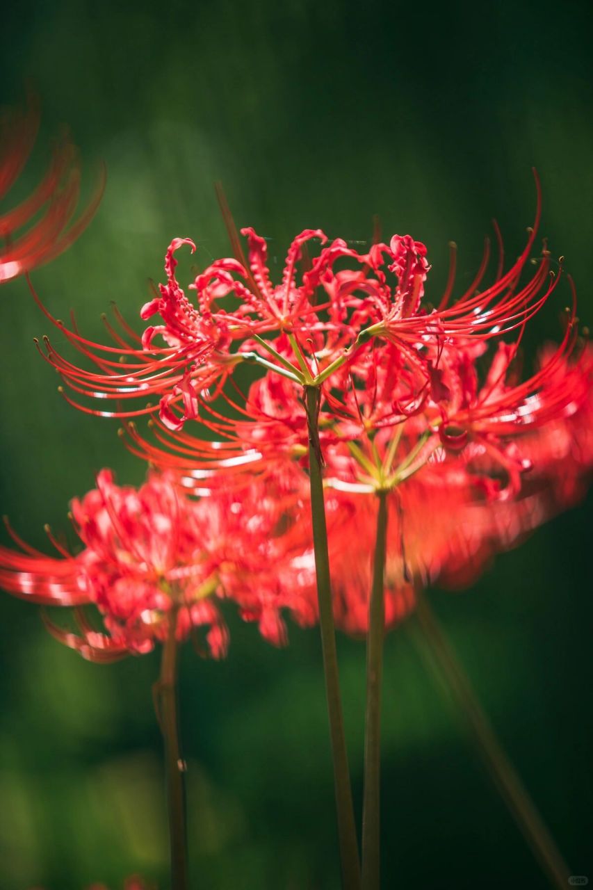 浐灞国家湿地公园的彼岸花海7515真的很难找啊谁懂!