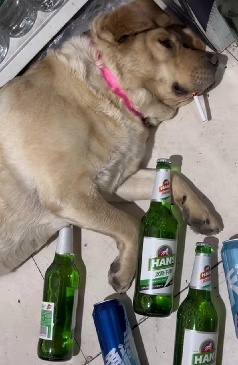 一个醉酒的狗子,还真不会发酒疯,躺着就睡着了