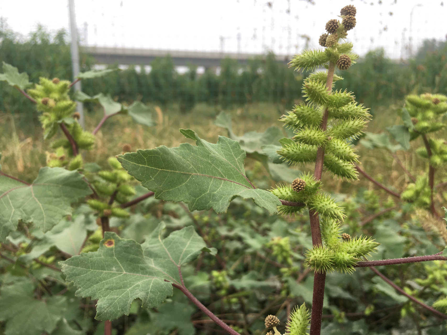 苍耳,农村地里常见植物,我们山东本地方言叫它"赖皮猫"[嘻嘻]