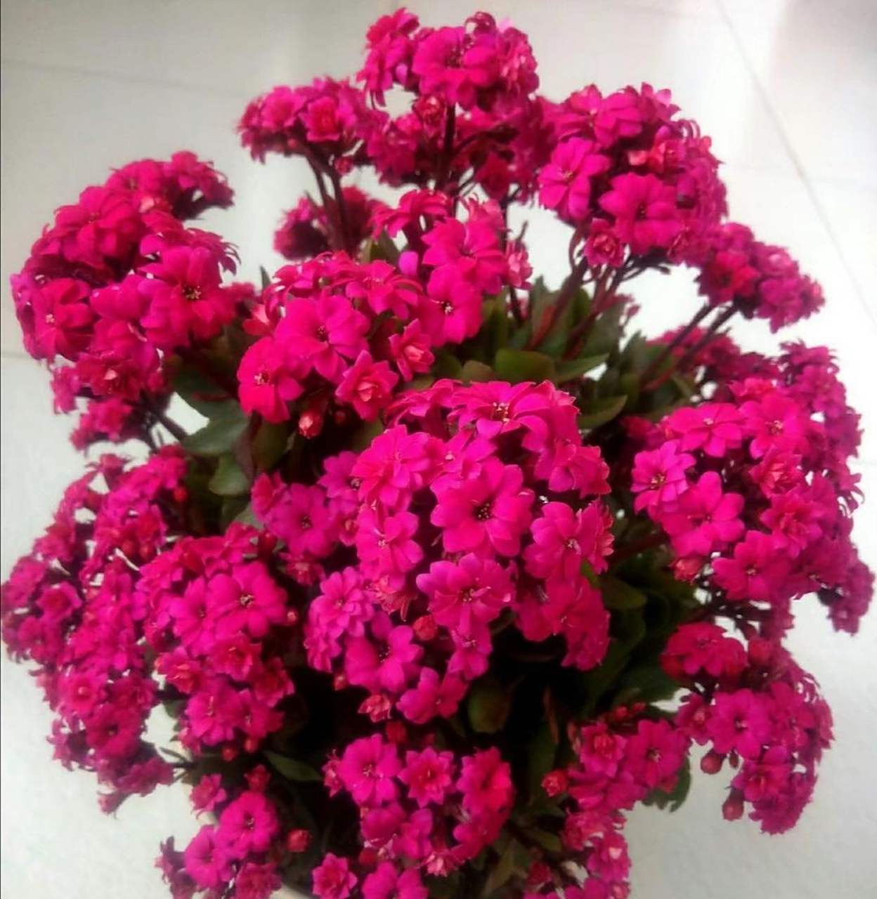 快过年了,家里可以养一盆这种花