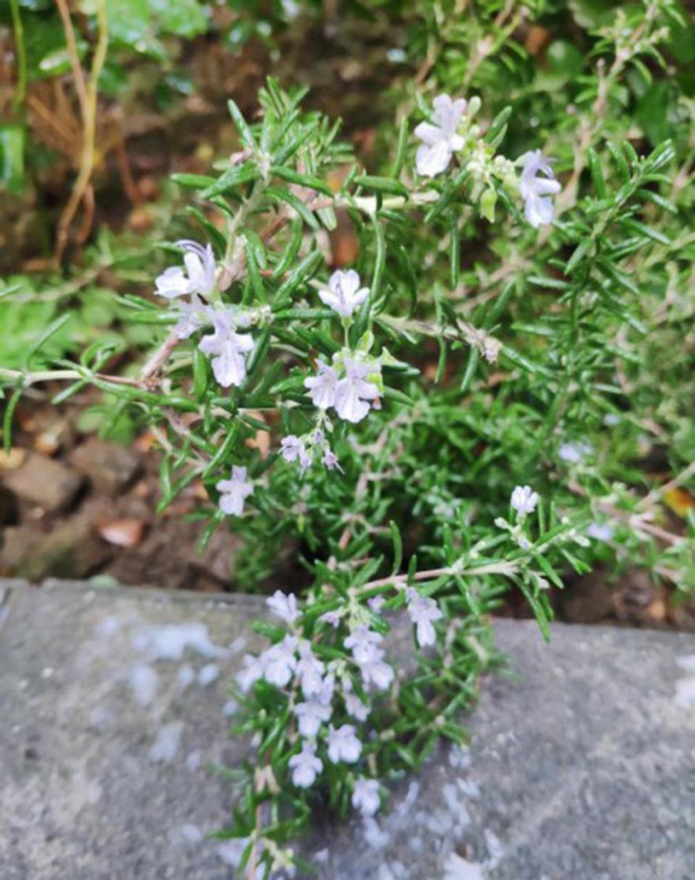 迷迭香开花的图片大全图片