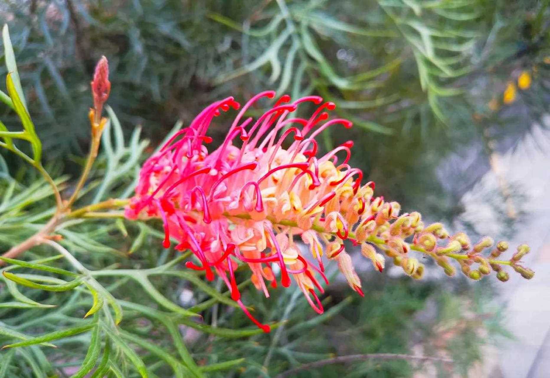 紅花銀樺[親親] 花朵盛開 滿樹繁花[陰險] 花色鮮豔 絢麗奪目[噓]