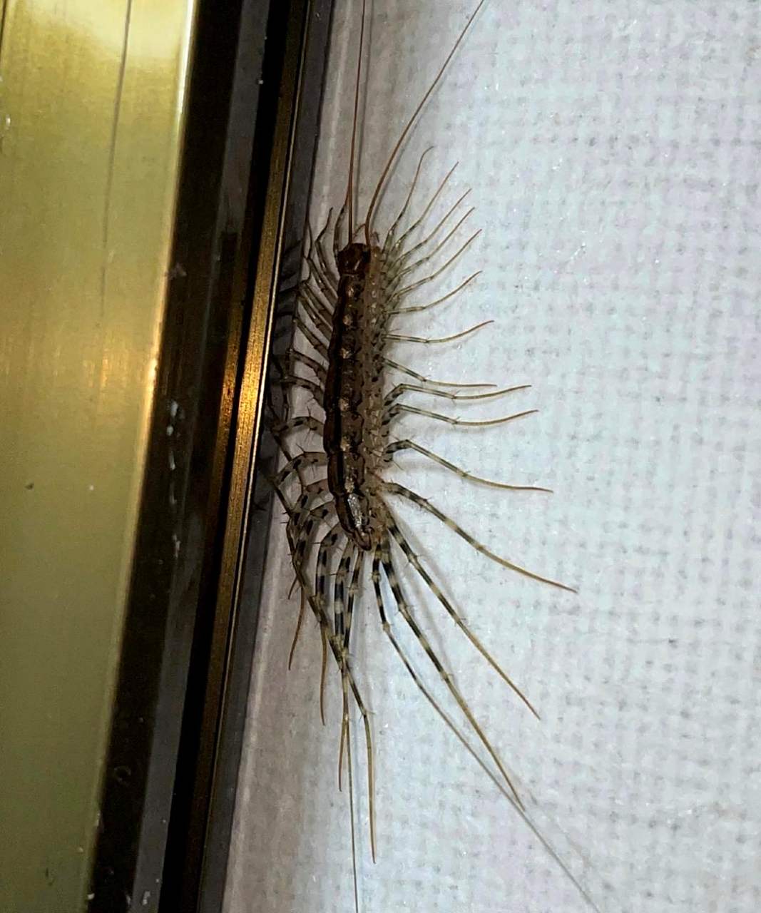 蚰蜒用它的许多腿抱住蟑螂,然后开始啃食.