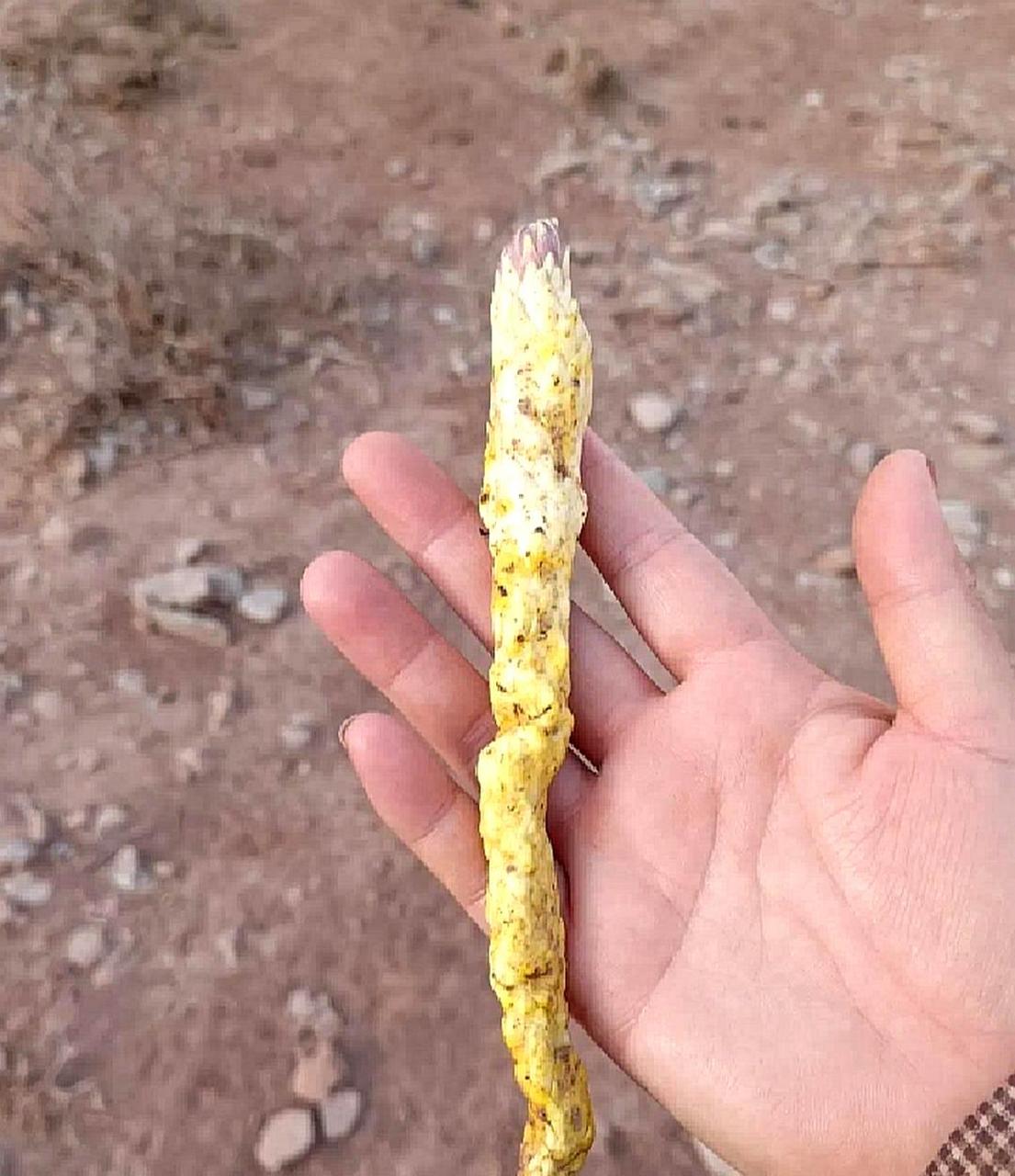 我在路边发现了一棵千年人参,带回家给父亲泡酒享用.