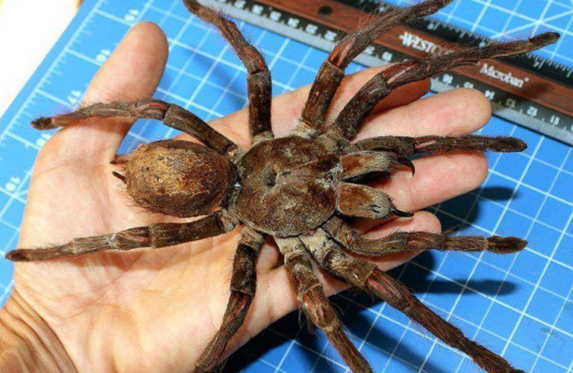 普通的蜘蛛就足够吓人了,但比手掌还大的歌利亚蜘蛛你见过吗?