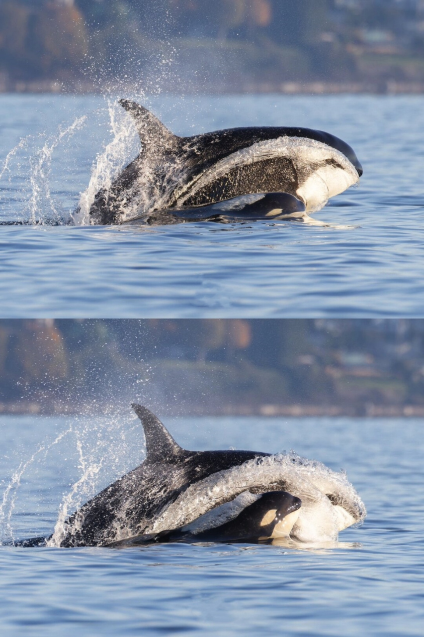 快乐时刻:虎鲸开心的模样  在解决了午餐之后,西海岸过客型虎鲸t109a2
