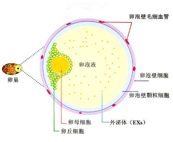 卵泡有多少能怀孕(卵泡多少同房容易受孕)