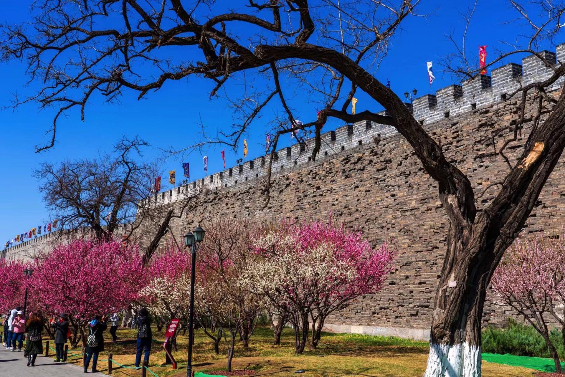 北京明城墙遗址公园的春天.