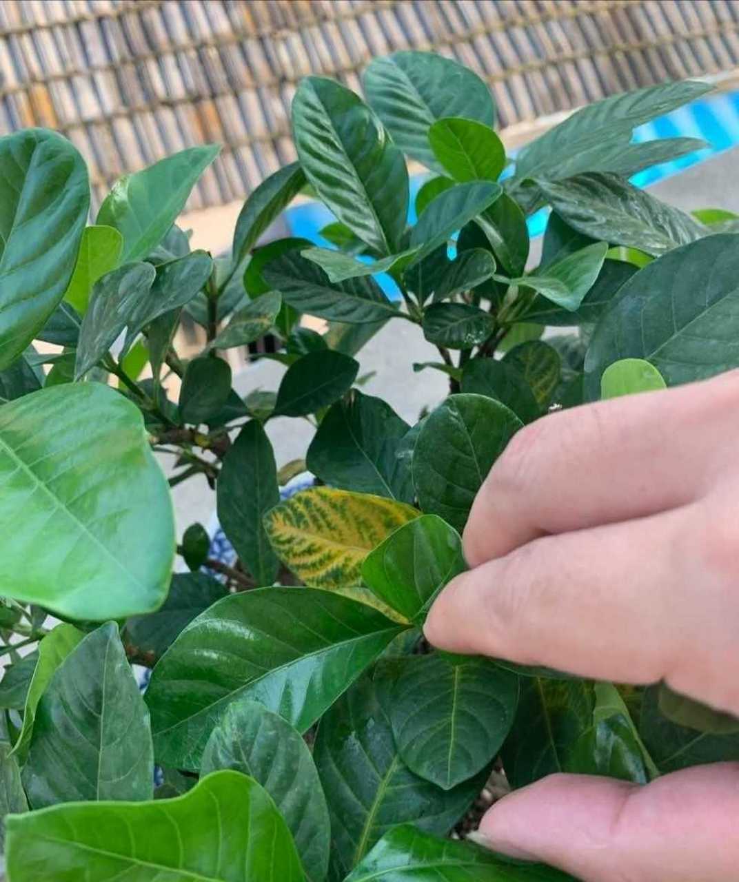 花友发来图片询问栀子花叶子发黄的问题[亲亲] 栀子花整体不错,只有少