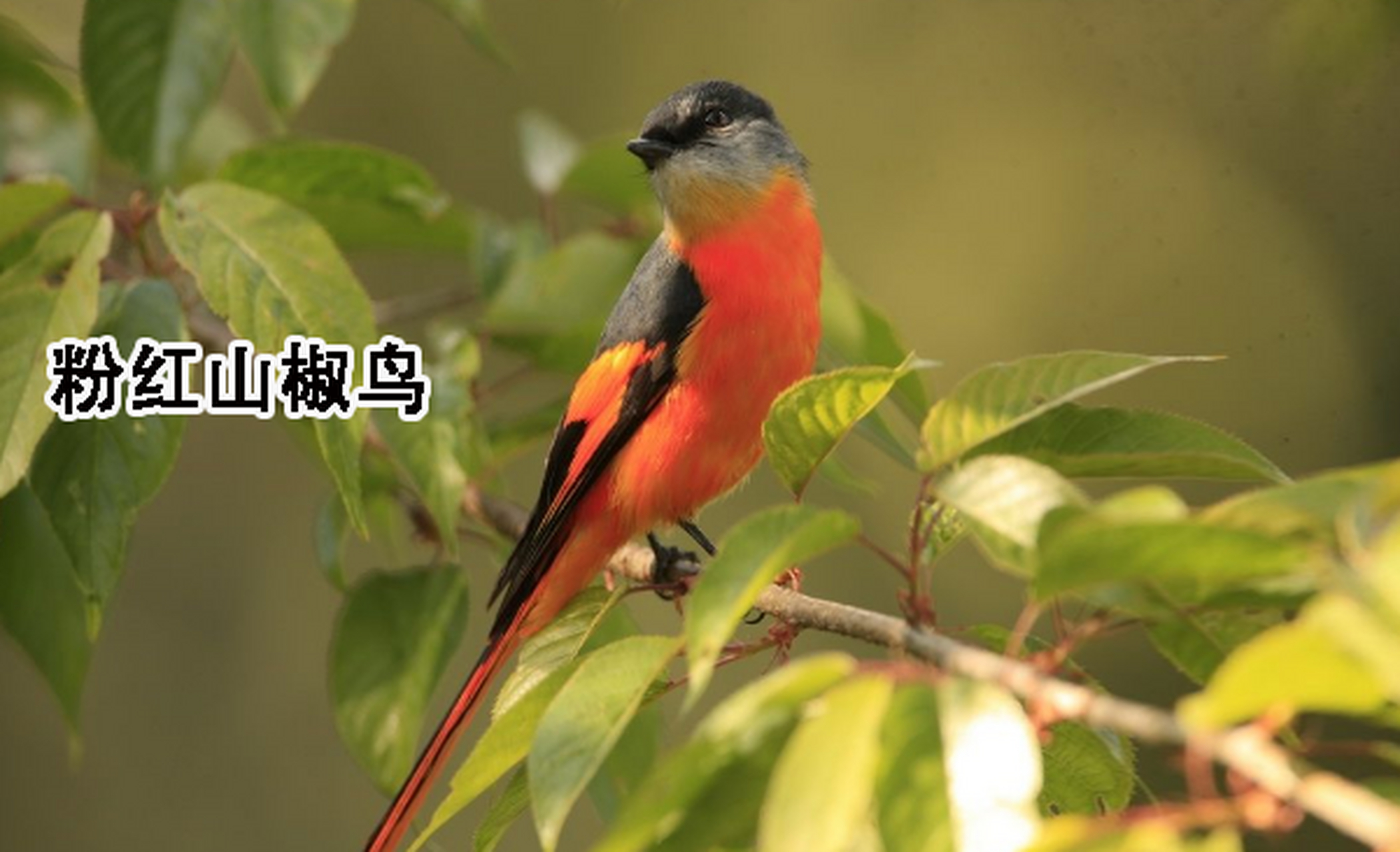 热榜之我见时事专区#粉红山椒鸟