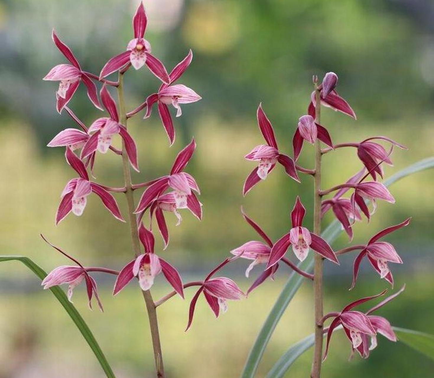 秋榜名品(版纳红)经典开品,秋榜中物美价廉的红花之一,值得拥有的品种