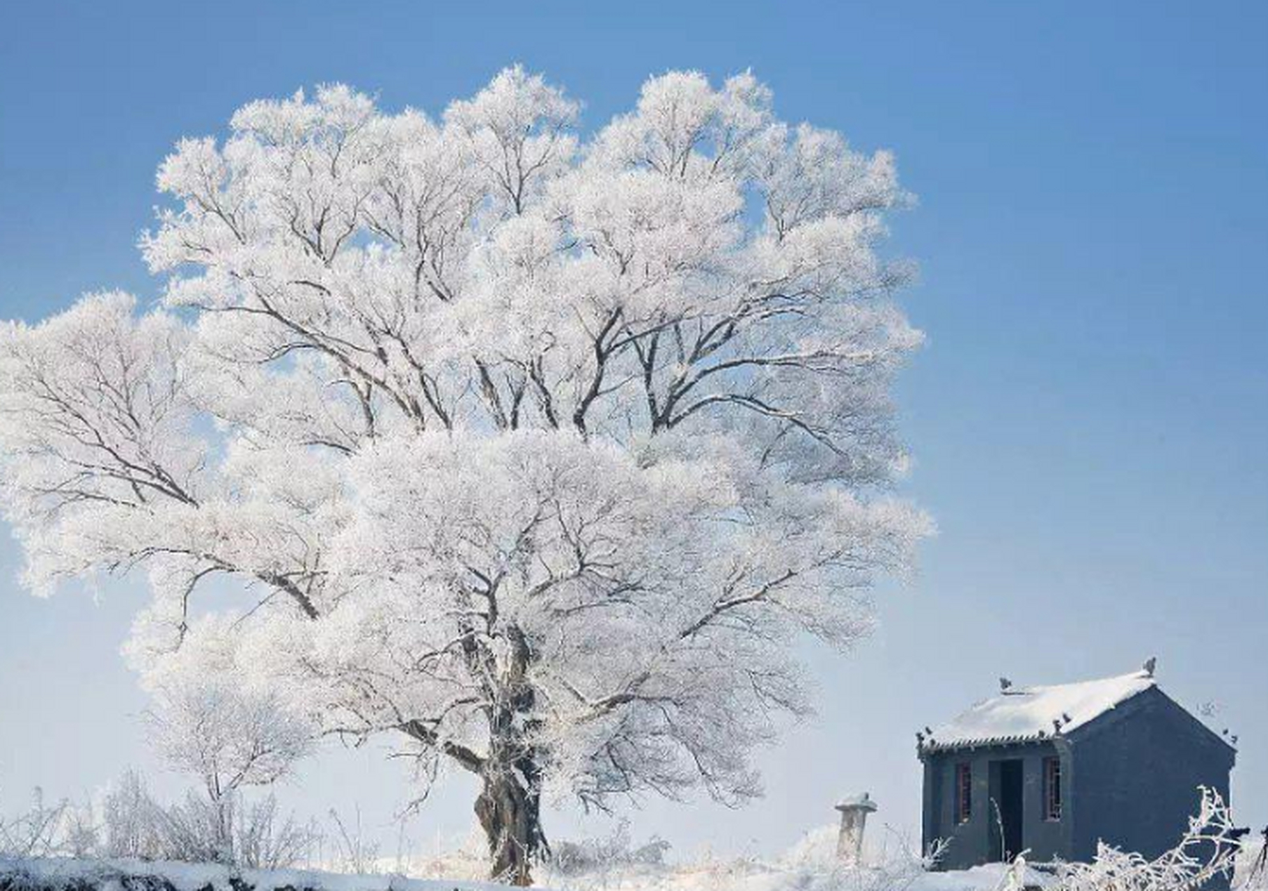 东北冬天雪景树挂图片