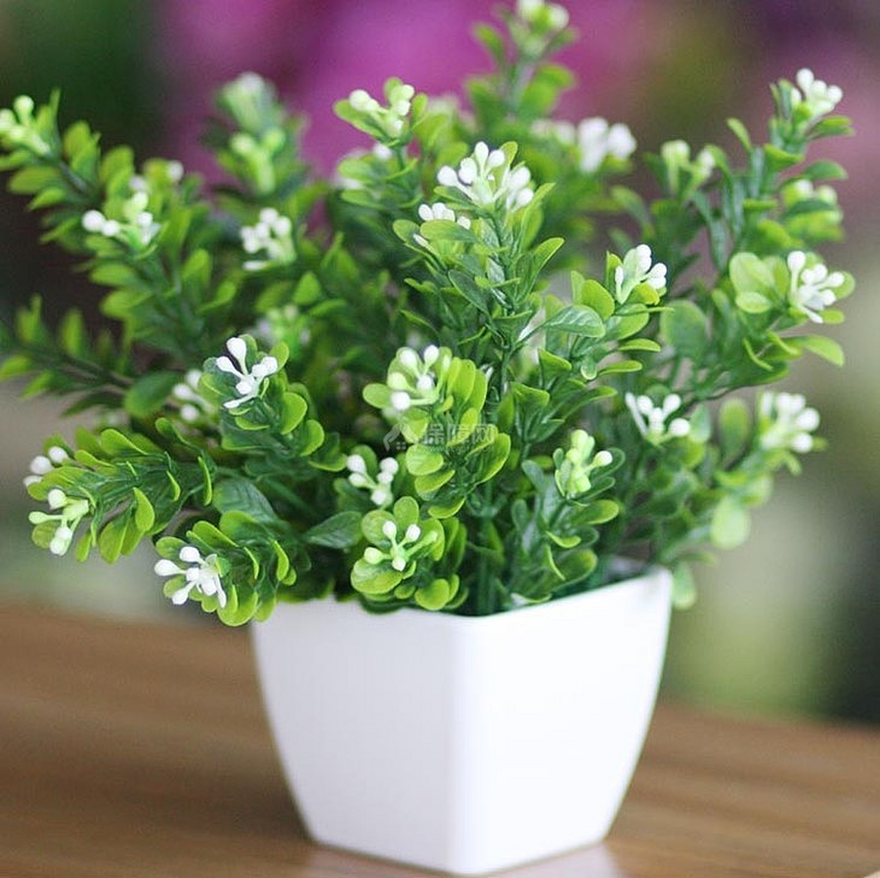 盆栽 米兰花 养殖方法和注意事项?  你知道吗?