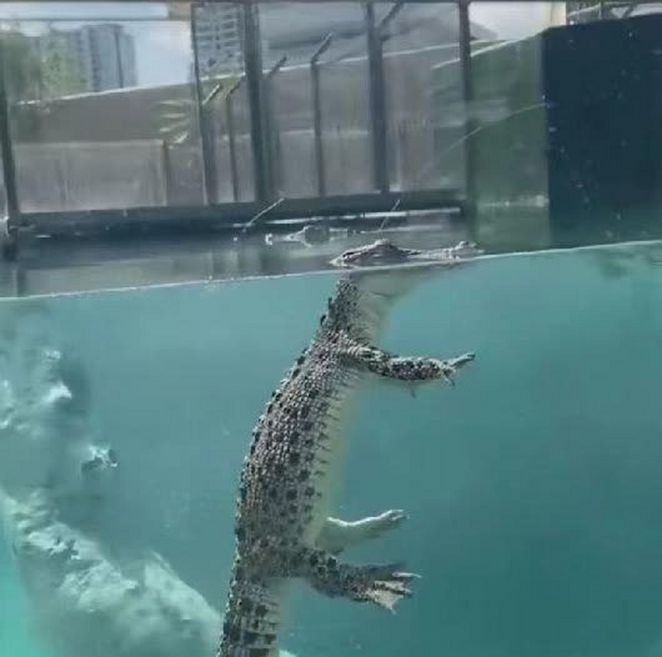 看似凶猛的鳄鱼在水里原来是这样的[偷笑]