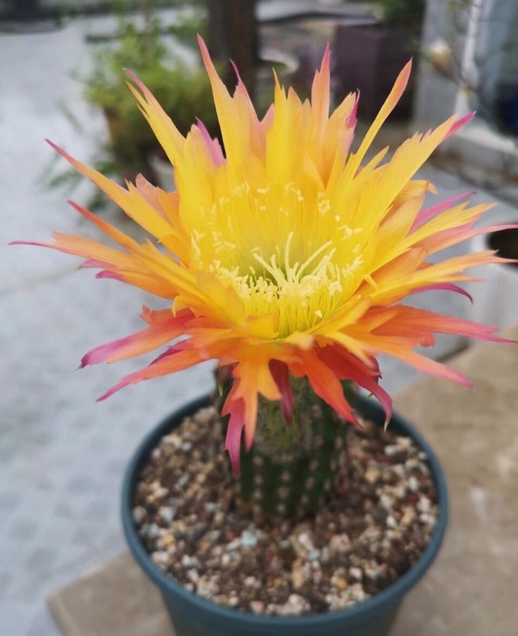 给喜欢仙人球的花友推荐一个很值得入手的品种——超级杏,属于小型