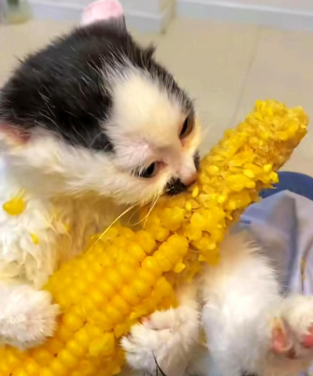 小猫咪爱啃玉米,让人垂涎欲滴!